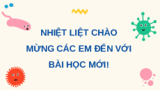 Giáo án Powerpoint Bài 13 Sinh học 11 Chân trời sáng tạo: Bài tiết và cân bằng nội môi