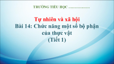Giáo án Powerpoint Bài 14: Chức năng một số bộ phận của thực vật Tự nhiên xã hội lớp 3 Kết nối tri thức