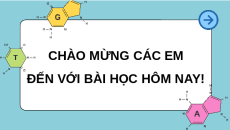 Giáo án Powerpoint Bài 3: Điều hòa biểu hiện gene Sinh học 12 Cánh diều