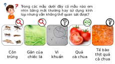 Giáo án Powerpoint Bài 4: Sử dụng kính hiển vi quang học Khoa học tự nhiên 6 Kết nối tri thức