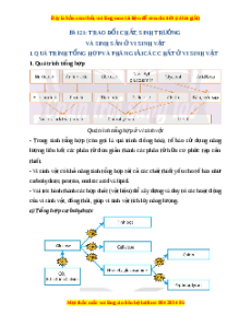 Lý thuyết Sinh học 10 Kết nối tri thức Bài 21: Trao đổi chất, sinh trưởng và sinh sản ở vi sinh vật