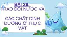 Giáo án Powerpoint Trao đổi nước và các chất dinh dưỡng ở thực vật Sinh học - KHTN 7 Chân trời sáng tạo