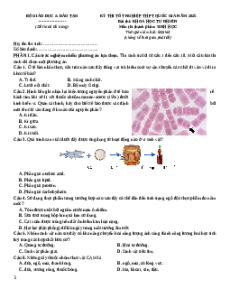 Đề thi thử tốt nghiệp Sinh học 2025 trường THPT Hùng Vương