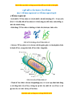 Lý thuyết Sinh học 10 Cánh diều Bài 7: Tế bào nhân sơ và tế bào nhân thực