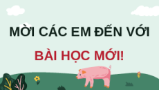 Giáo án Powerpoint Chuyên đề Bài 14: Quy trình chăn nuôi lợn thịt theo tiêu chuẩn Vietgap Công nghệ chăn nuôi 11 Kết nối tri thức