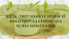 Giáo án Powerpoint Thực hành về hô hấp tế bào ở thực vật thông qua sự nảy mầm của hạt Sinh học - KHTN 7 Chân trời sáng tạo