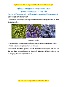 Lý thuyết Sinh học 10 Kết nối tri thức Bài 20: Sự đa dạng và phương pháp nghiên cứu vi sinh vật