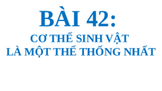 Bài giảng Powerpoint Cơ thể sinh vật là một thể thống nhất Sinh học - KHTN 7 Kết nối tri thức