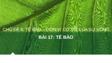 Giáo án Powerpoint Bài 17: Tế bào KHTN 6 Chân trời sáng tạo