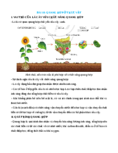 Lý thuyết Quang hợp ở thực vật KHTN 7 Cánh diều
