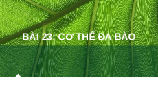 Giáo án Powerpoint Bài 23: Tổ chức cơ thể đa bào KHTN 6 Kết nối tri thức