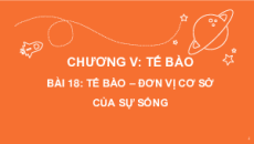 Bài giảng Powerpoint Sinh học - KHTN 6 Kết nối tri thức