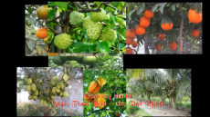 Giáo án Powerpoint Bài 2: Vườn dừa của ngoại Tiếng việt lớp 3 Chân trời sáng tạo