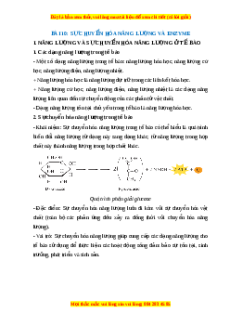 Lý thuyết Sinh học 10 Cánh diều Bài 10: Sự chuyển hóa năng lượng và enzyme