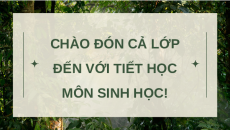 Giáo án Powerpoint Bài 19: Các bằng chứng tiến hoá Sinh học 12 Kết nối tri thức