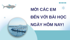 Giáo án Powerpoint Bài 23: Vai trò của phòng, trị bệnh thủy sản Công nghệ 12 Kết nối tri thức