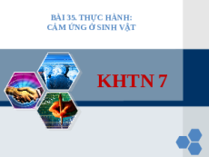 Bài giảng Powerpoint Thực hành: Cảm ứng ở sinh vật Sinh học - KHTN 7 Kết nối tri thức