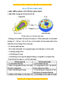 Lý thuyết Sinh học 10 Kết nối tri thức Bài 8: Tế bào nhân thực