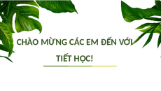 Giáo án Powerpoint Thực hành đọc: Cải ơi Ngữ văn 11 Kết nối tri thức