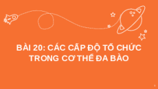Giáo án Powerpoint Bài 20: Các cấp độ tổ chức trong cơ thể đa bào KHTN 6 Chân trời sáng tạo