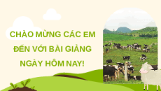 Giáo án Powerpoint Bài 3: Khái niệm, vai trò của giống trong chăn nuôi Công nghệ chăn nuôi 11 Kết nối tri thức