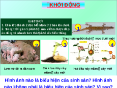 Giáo án Powerpoint Sinh sản ở sinh vật Sinh học - KHTN 7 Chân trời sáng tạo