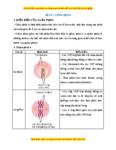 Lý thuyết Sinh học 10 Kết nối tri thức Bài 17: Giảm phân