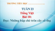 Giáo án Powerpoint Bài 10: Những búp chè trên cây cổ thụ Tiếng Việt lớp 5 Kết nối tri thức