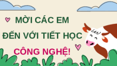 Giáo án Powerpoint Chuyên đề Bài 13: Quy trình chăn nuôi bò thịt theo tc VietGA Công nghệ chăn nuôi 11 Kết nối tri thức