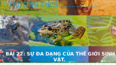 Giáo án Powerpoint Bài 22 Địa lí 6 Cánh diều: Sự đa dạng của thế giới sinh vật
