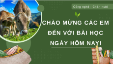 Giáo án Powerpoint Bài 8: Sản xuất và chế biến thức ăn chăn nuôi Công nghệ chăn nuôi 11 Kết nối tri thức
