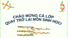 Giáo án Powerpoint Bài 11: Hệ gene, công nghệ gene và ứng dụng Sinh học 12 Cánh diều