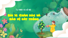 Giáo án Powerpoint Bài 16 Tự nhiên xã hội lớp 1 Kết nối tri thức: Chăm sóc và bảo vệ cây trồng