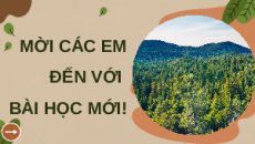 Giáo án Powerpoint Bài 5: Kĩ thuật trồng và chăm sóc rừng Công nghệ Lâm nghiệp thủy sản 12 Kết nối tri thức