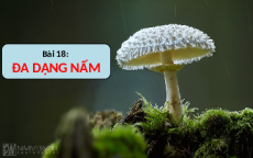 Giáo án Powerpoint Bài 18: Đa dạng nấm KHTN 6 Cánh diều