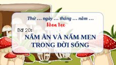 Giáo án Powerpoint Bài 20 Khoa học lớp 4 Chân trời sáng tạo: Nấm ăn và nấm men trong đời sống