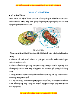 Lý thuyết Khoa học tự nhiên 7 Chân trời sáng tạo Bài 25: Hô hấp tế bào