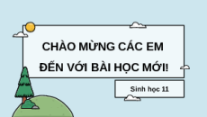 Giáo án Powerpoint Hô hấp ở thực vật Sinh học 11 Cánh diều