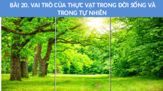 Giáo án Powerpoint Bài 20: Vai trò của thực vật trong đời sống và trong tự nhiên KHTN 6 Cánh diều