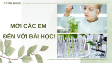 Giáo án Powerpoint chuyên đề Bài 3: Công nghệ SH trong sản xuất chế phẩm vi sinh phục vụ Lâm nghiệp 12 Kết nối tri thức