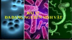 Giáo án Powerpoint Bài 17: Đa dạng nguyên sinh vật KHTN 6 Cánh diều