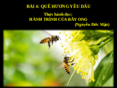 Giáo án powerpoint Thực hành đọc Hành trình của bầy ong | Kết nối tri thức Ngữ văn 6