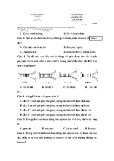 Đề thi giữa kì 1 Sinh học 12 Kết nối tri thức 2024 (Đề 2)