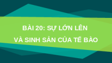 Giáo án Powerpoint Bài 20: Sự lớn lên và sinh sản của tế bào KHTN 6 Kết nối tri thức