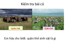 Giáo án Powerpoint Quần xã sinh vật Sinh học - KHTN 8 Kết nối tri thức