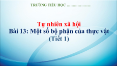 Giáo án Powerpoint Bài 13: Một số bộ phận của thực vật Tự nhiên xã hội lớp 3 Kết nối tri thức