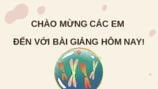 Giáo án Powerpoint Bài 44: Nhiễm sắc thể giới tính và cơ chế xác định giới tính KHTN 9 Kết nối tri thức