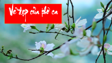 Giáo án Powerpoint Chùm thơ hai-cư Nhật Bản Ngữ văn 10 Kết nối tri thức