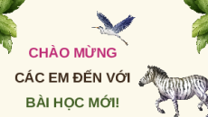 Giáo án Powerpoint Bài 22: Sinh thái học quần xã Sinh học 12 Cánh diều