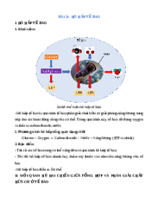 Lý thuyết Hô hấp tế bào KHTN 7 Cánh diều